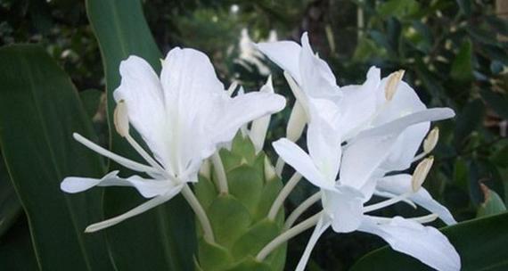 无忧花的花语是什么？它的典故有哪些？