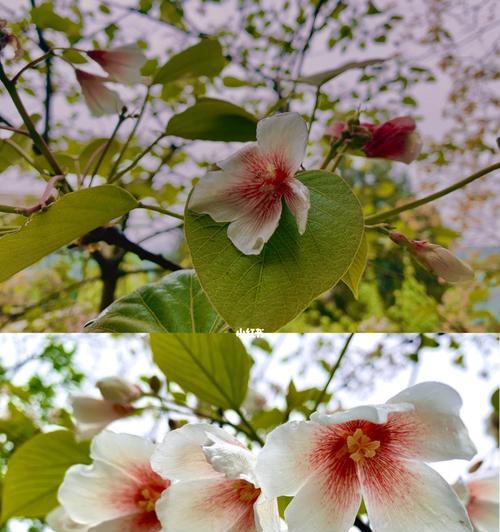 梧桐花象征着什么？它的营养价值有哪些？