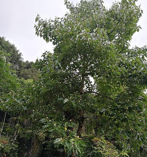 喜树的别名是什么？它象征着什么含义？