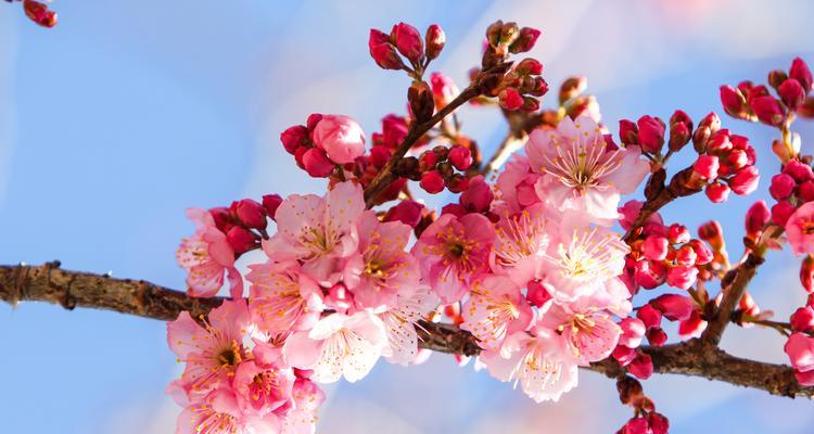 夏天有哪些代表性植物？它们的特性是什么？