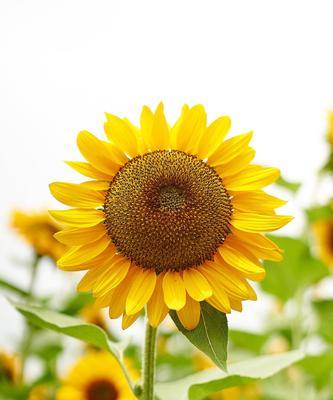 夏天有哪些代表性植物？它们的特性是什么？