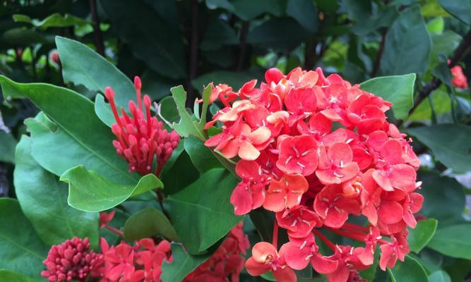 仙丹花的花语是什么？它背后有哪些美丽的传说？