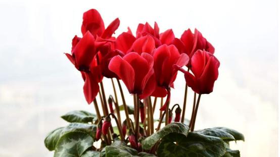 仙鹤来花代表什么意思？花语背后的文化含义是什么？