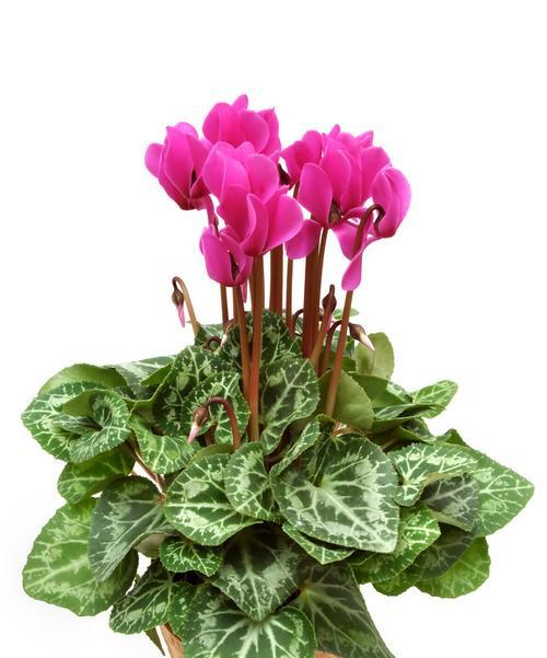 仙鹤来花代表什么意思？花语背后的文化含义是什么？
