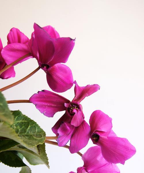 仙客来花语是什么？了解仙客来的花语含义有哪些常见问题？