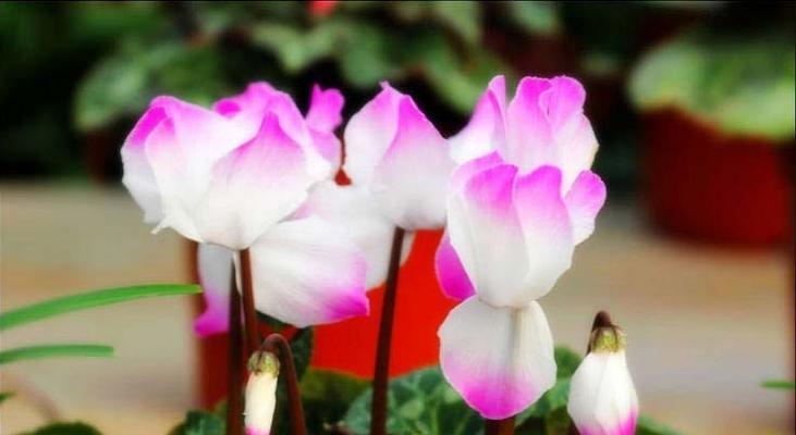 仙客来花语是什么？了解仙客来的花语含义有哪些常见问题？