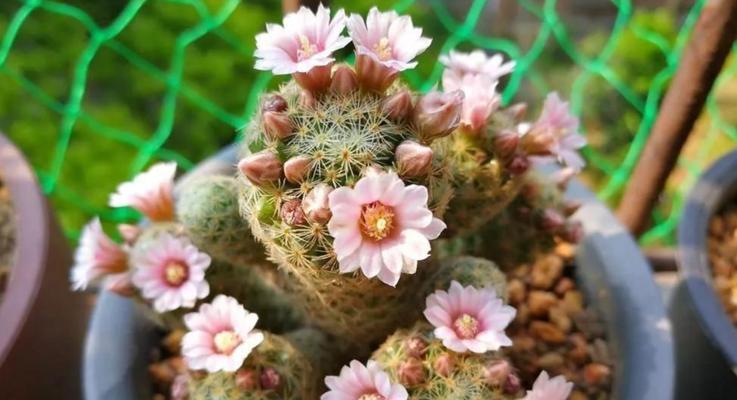 仙人球开花白色代表什么？白色仙人球开花的含义是什么？