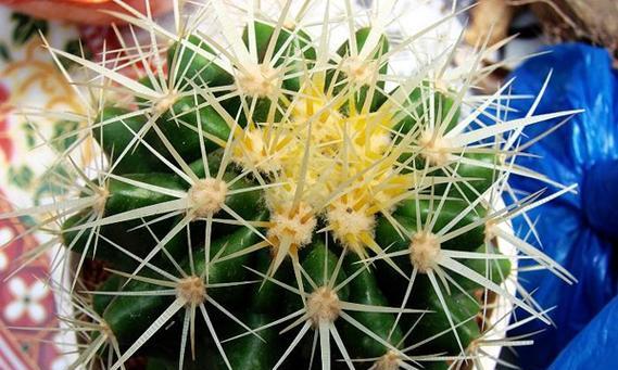 仙人掌花语象征与寓意是什么？如何理解仙人掌的花语？