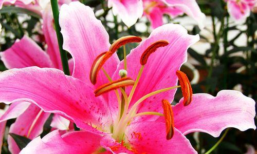 香水百合的花语含义是什么？如何正确解读？