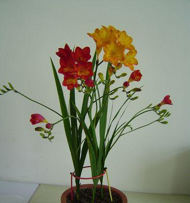 香雪兰代表什么？它的花语有哪些含义？