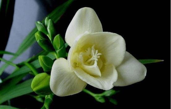 香雪兰代表什么？它的花语有哪些含义？