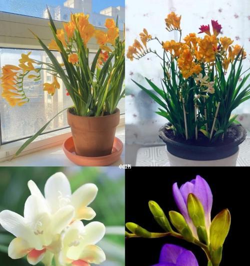 香雪兰代表什么？它的花语有哪些含义？