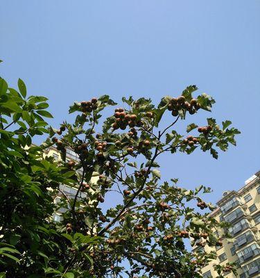 橡树的花语是什么？它在文化中代表了什么含义？
