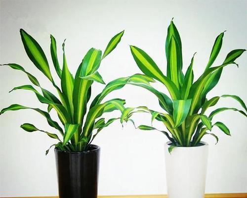 象征步步高升的植物有哪些？它们的寓意和特点是什么？