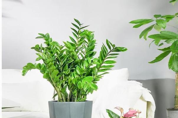 象征财富的植物有哪些？它们各自代表什么含义？