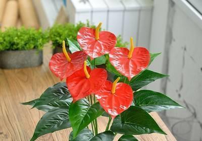 象征富贵的植物有哪些？如何选择适合家居的富贵植物？