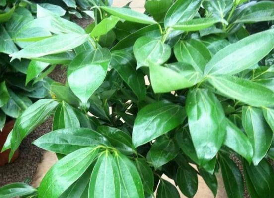 象征吉祥富贵的植物有哪些？它们各自代表什么含义？