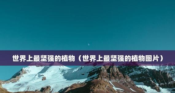 哪些植物象征着坚强？它们的寓意和特点是什么？