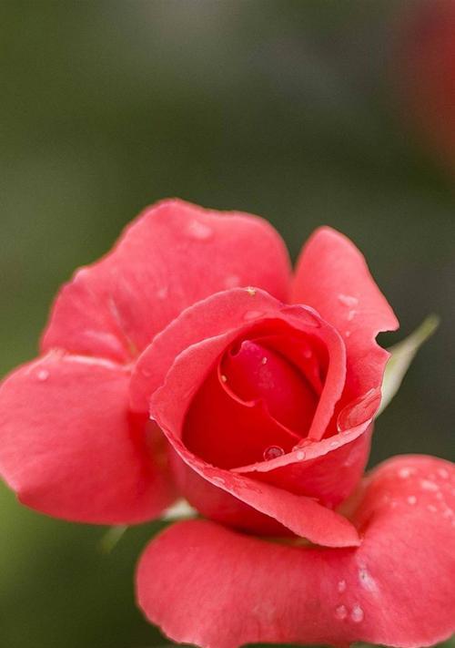 哪种花象征坚强勇敢独立？如何养护这些花朵？