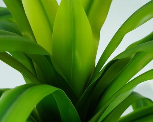 象征君子的植物有哪些？它们各自代表什么含义？