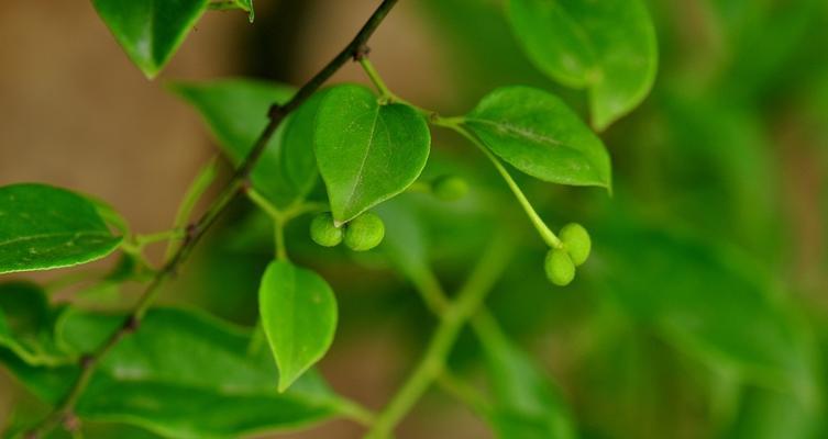 哪些植物象征着梦想和希望？它们的寓意是什么？