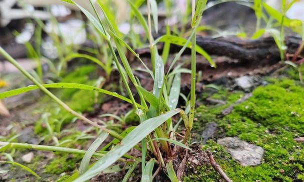 哪些植物象征着梦想和希望？它们的寓意是什么？