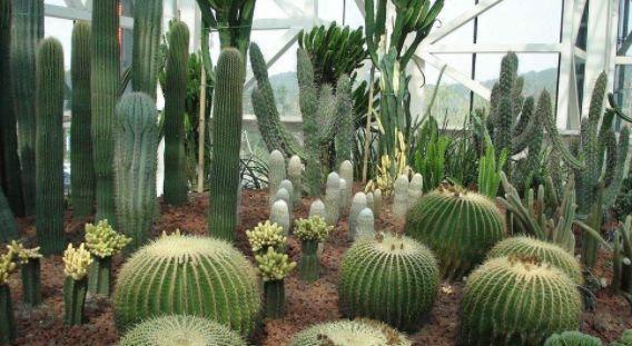 象征男人的植物有哪些？这些植物代表了什么含义？