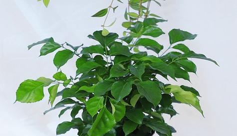 象征男人的植物有哪些？这些植物代表了什么含义？