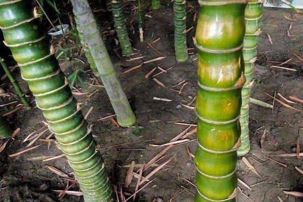 哪些植物象征着顽强和生生不息？