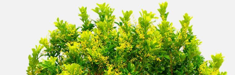 象征希望的植物有哪些？它们各自代表什么意义？