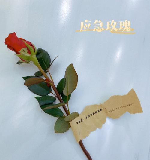 象征至死不渝爱情的植物有哪些？它们的花语是什么？