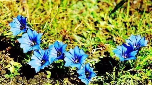象征至死不渝爱情的植物有哪些？它们的花语是什么？