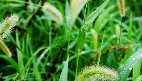 象征助人为乐的植物有哪些？它们各自代表什么含义？