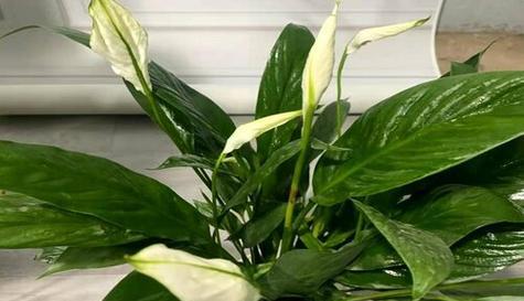 哪些植物象征自由自在？如何在家中种植这些植物？