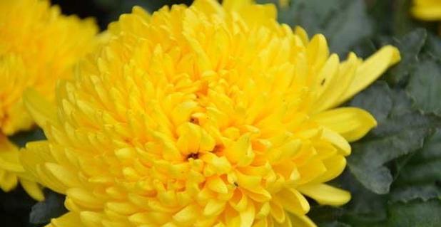 小菊花花语代表什么意思？如何正确解读小菊花的含义？
