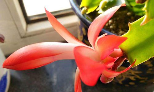 蟹爪兰的寓意是什么？花语有哪些含义？