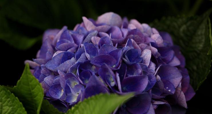 绣球花花语是什么？绣球花的寓意和象征有哪些？