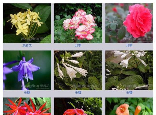 岩蔷薇花语是什么？它代表了哪些意义？