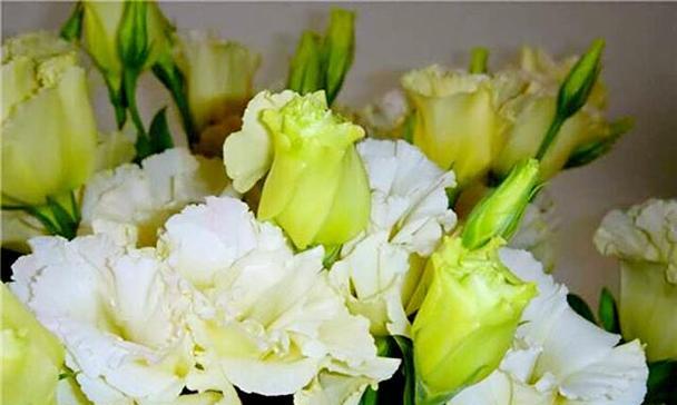 洋桔梗花代表什么意思?花语和象征意义有哪些?