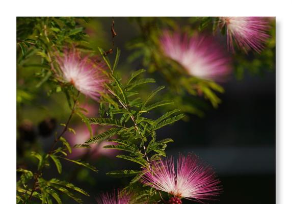 夜合花的花语是什么？关于夜合花的传说有哪些？