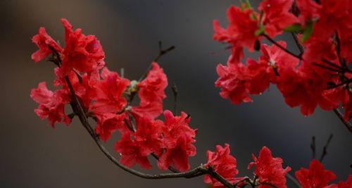 映山红的花语是什么？它象征着什么寓意？