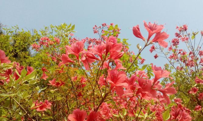 映山红花语是什么？它代表了哪些意义？