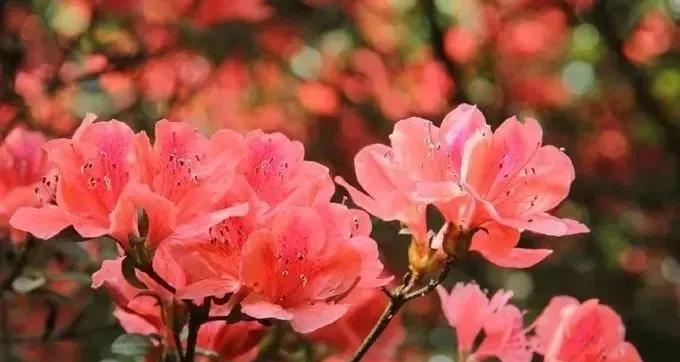 映山红花语是什么？它代表了哪些意义？