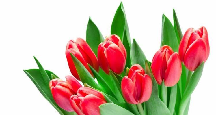 郁金香花代表什么意思？郁金香的花语有哪些？