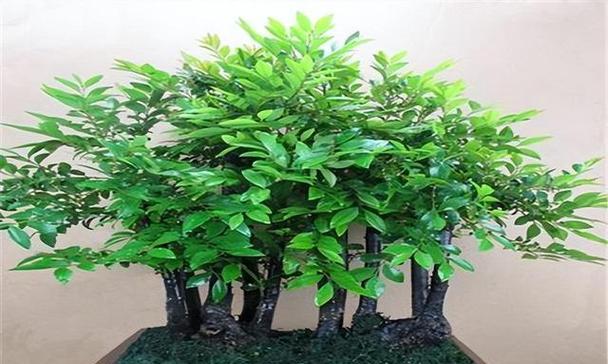 寓意好的盆景树有哪些？如何挑选和养护？