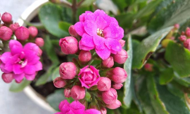 寓意金榜题名的花是什么？如何用它来庆祝成功？