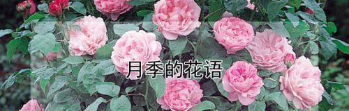 月季花语解读与开花时间指南？