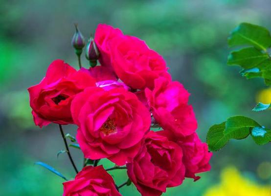 月季花代表什么意思?月季花的花语有哪些含义?