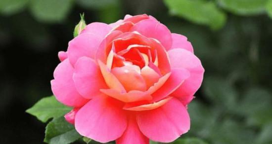 月季花语代表什么意思？如何解读月季的花语含义？