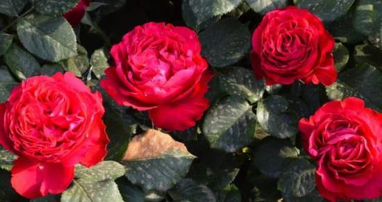 月季花语代表什么意思？如何解读月季的花语含义？